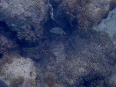 Halichoeres maculipinna