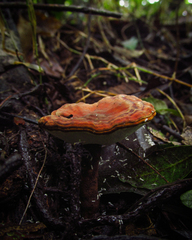 Fungi