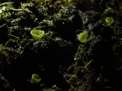 Ascobolus scatigenus