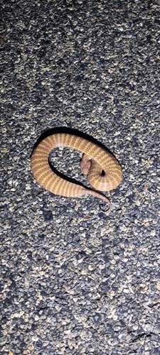 Desert Death Adder sighting