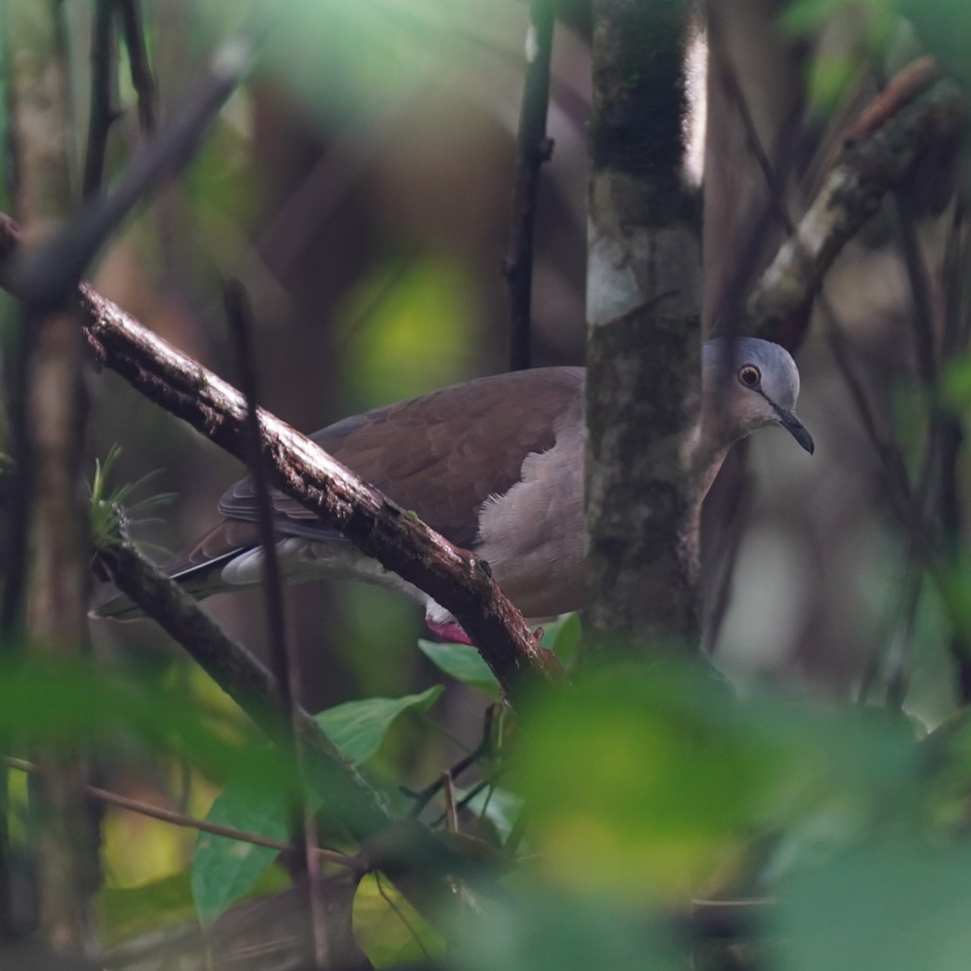 Grey-headed Dove (Leptotila plumbeiceps), photo 9