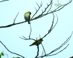 Vireo flavoviridis