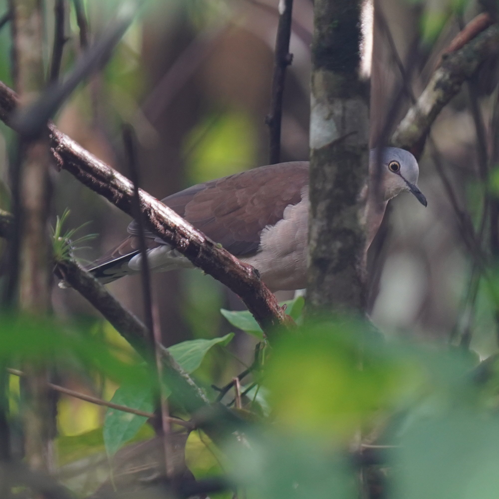 Grey-headed Dove (Leptotila plumbeiceps), photo 10