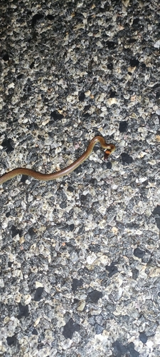 Orange-naped Snake sighting