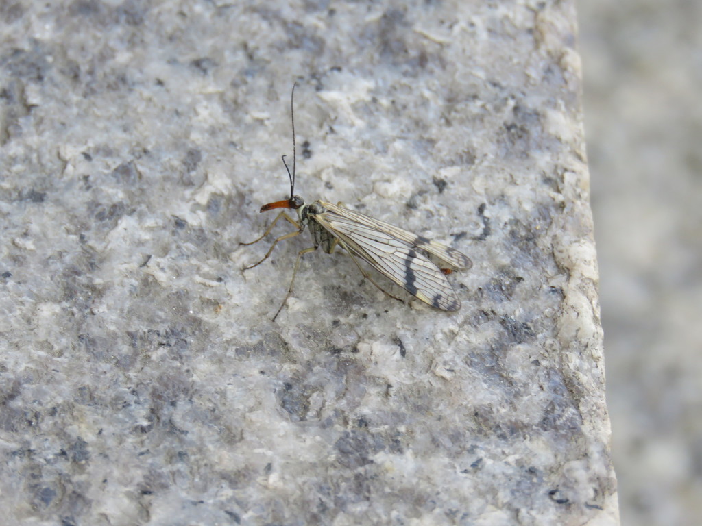 Panorpa fulvicaudaria