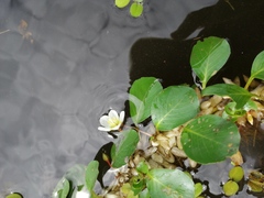 Ludwigia helminthorrhiza
