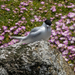 Chatham and Auckland White-fronted Tern - Photo (c) Euan Moore, some rights reserved (CC BY-NC), uploaded by Euan Moore