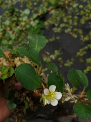 Ludwigia helminthorrhiza