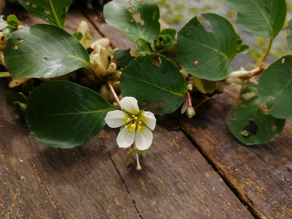 Floating Ludwigia