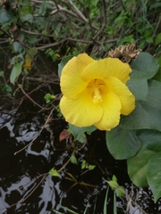 Hibiscus tiliaceus pernambucensis