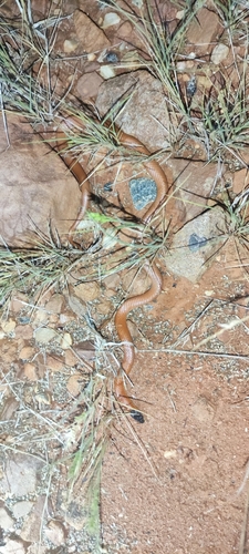 Inland Hooded Snake sighting