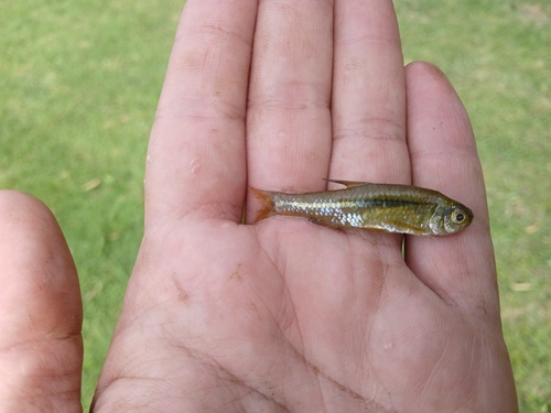 Uruguay tetra (Cheirodon interruptus) — Characidae — 2