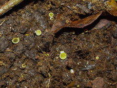 Ascobolus scatigenus