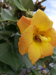 Hibiscus tiliaceus pernambucensis