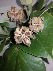 Hibiscus tiliaceus pernambucensis