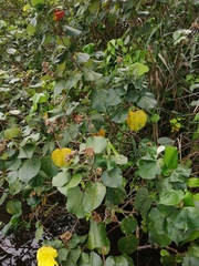 Hibiscus tiliaceus pernambucensis