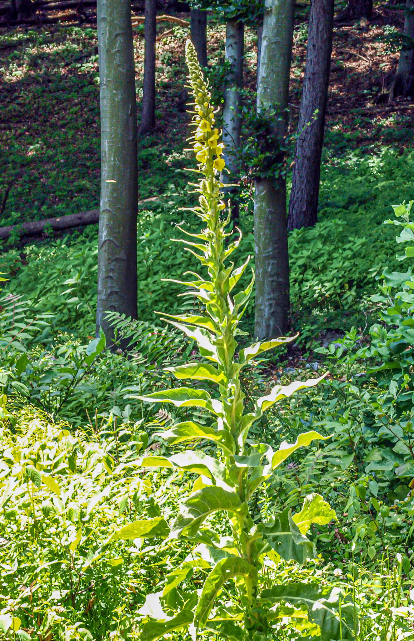 Dense-Flowered Mullein (Verbascum densiflorum)
