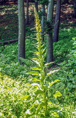 Königskerze (Verbascum densiflorum)