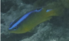 Chrysiptera brownriggii