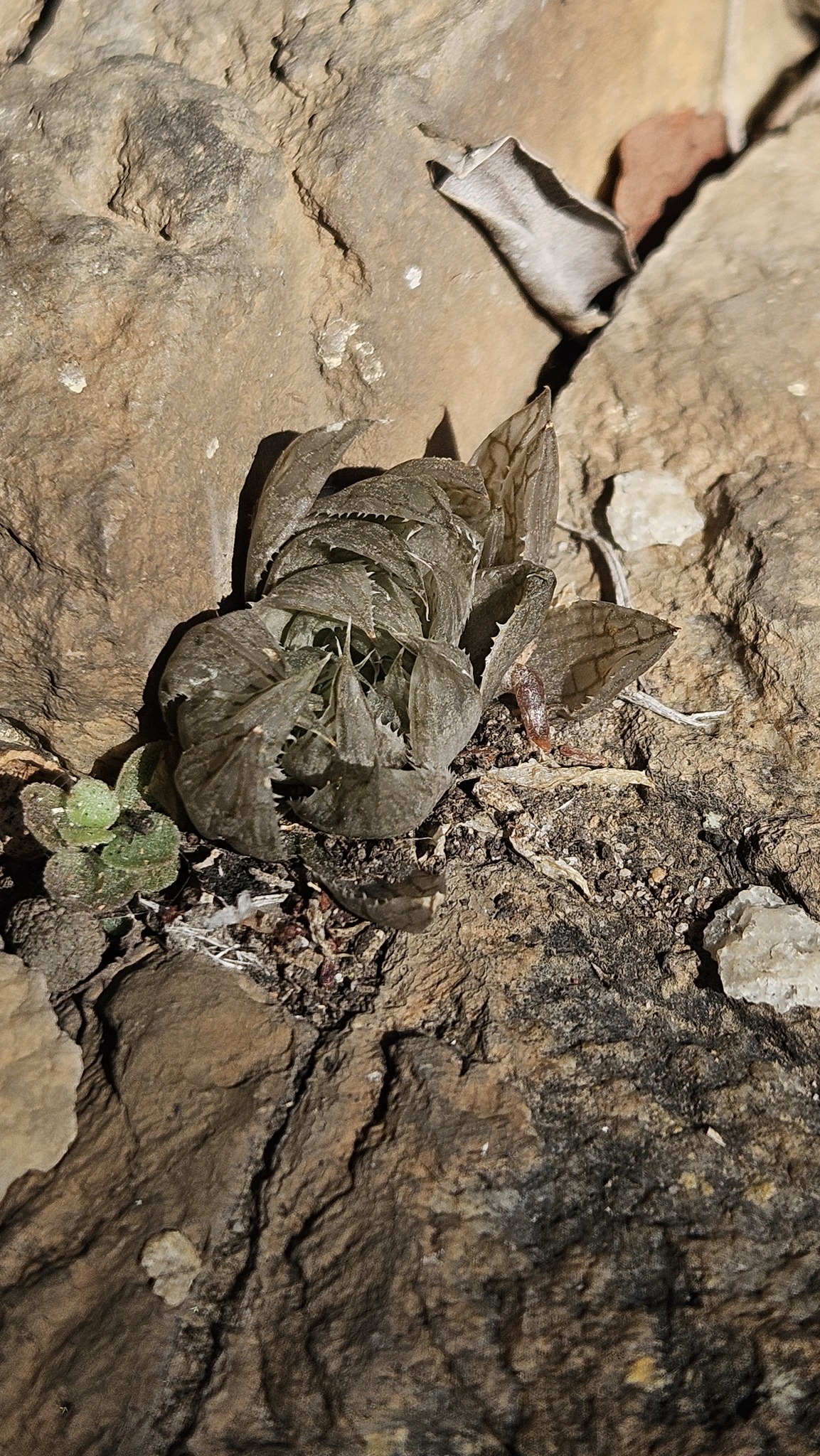 Catevala Cooperi (Haworthia cooperi)