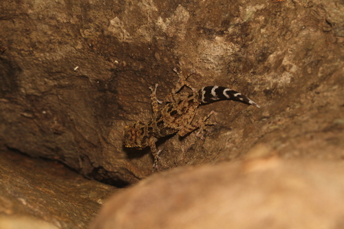 NosyBe Ground Gecko, Paroedura oviceps