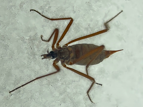 Unknown species found near Vermont, US
