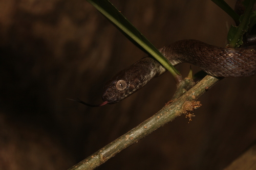 Common Madagascar Cat Snake