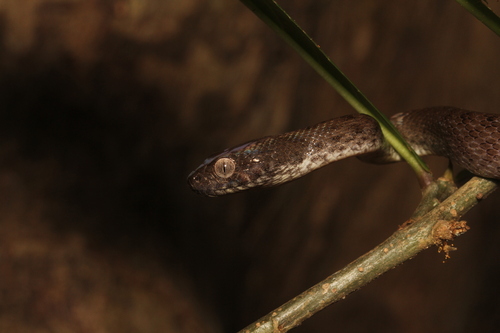 Common Madagascar Cat Snake