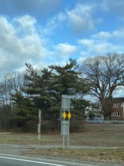 Pinus strobus