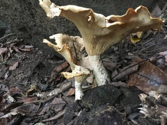 Pleurotus tuber-regium