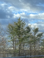 Pinus strobus