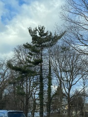 Pinus strobus