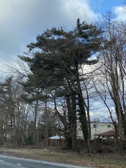 Pinus strobus