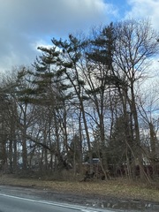 Pinus strobus