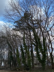 Pinus strobus