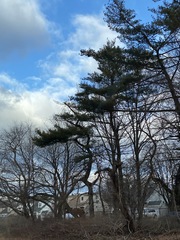 Pinus strobus