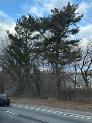Pinus strobus