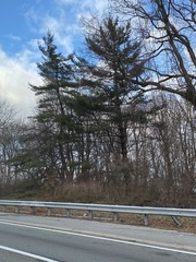 Pinus strobus