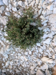 Globularia alypum