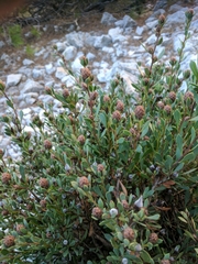 Globularia alypum