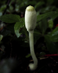 Leucocoprinus fragilissimus