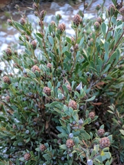 Globularia alypum