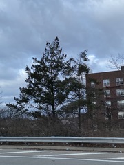 Juniperus virginiana virginiana