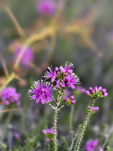 Homalocalyx thryptomenoides