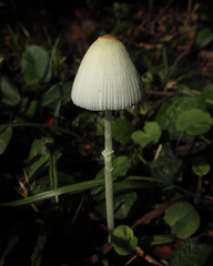 Leucocoprinus fragilissimus