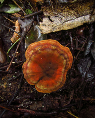 Fungi