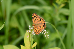 Argynnis vorax