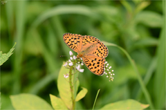 Argynnis vorax