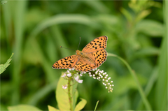 Argynnis vorax