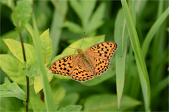 Argynnis vorax